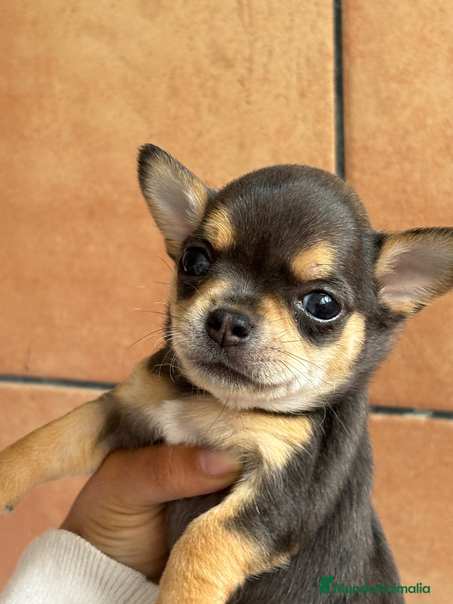 Chihuahua perros Chihuahua macho Bluemerle🩵🐾🐶 - Anuncio 1