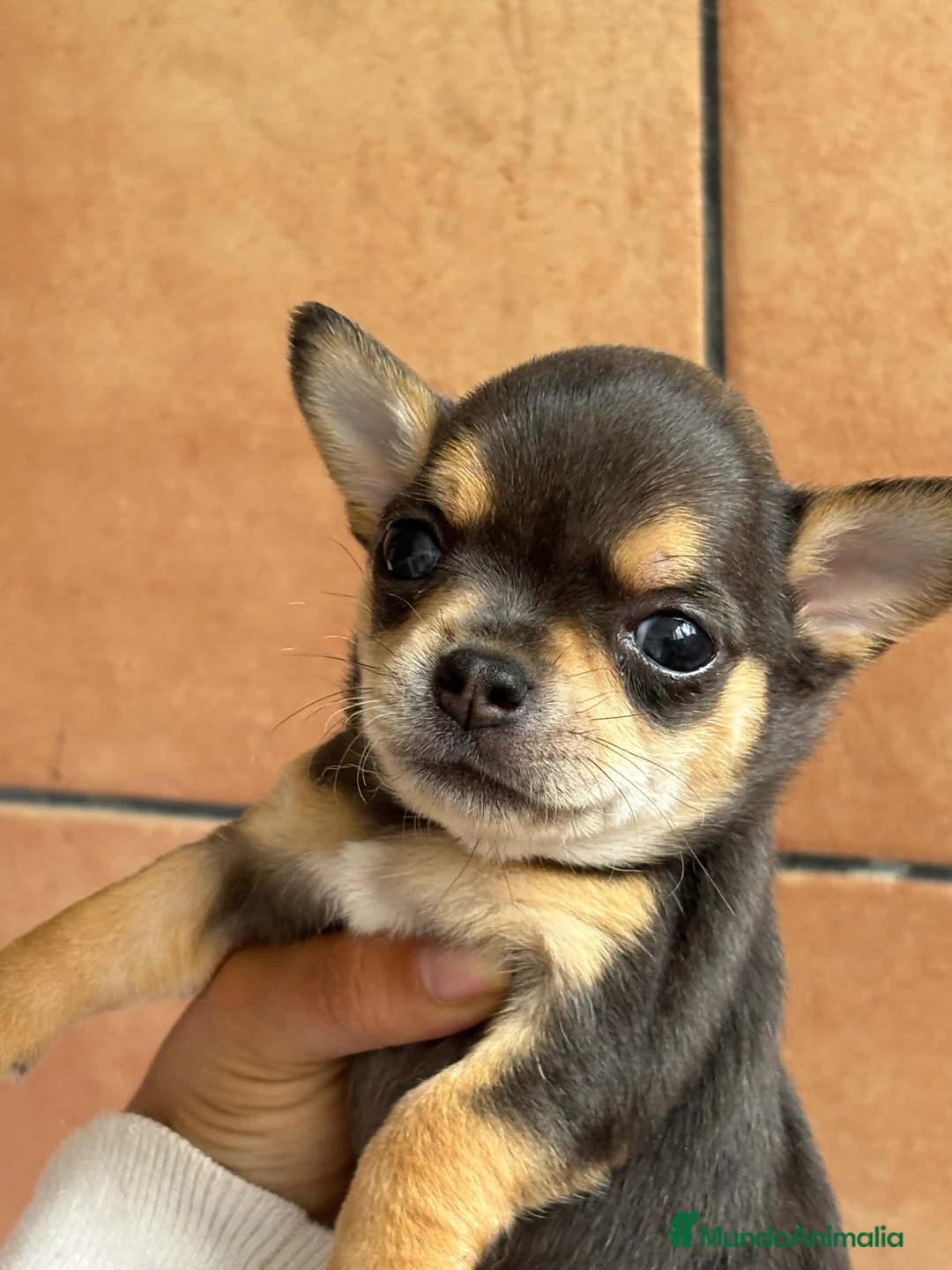 Chihuahua perros en venta: Chihuahua macho Bluemerle🩵🐾🐶 - Anuncio 1