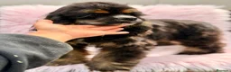 Cocker Spaniel Americano perros en venta:  Cocker americano hembra  - Anuncio 5