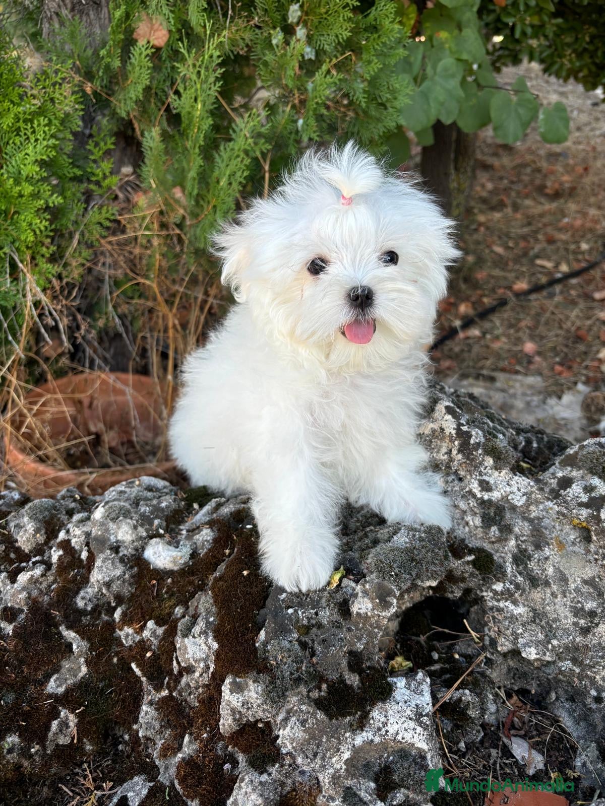 Bichón Maltés perros Bichon Maltés !!! - Anuncio 1
