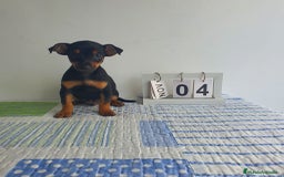 Pinscher Miniatura perros en venta: Pincher mini - Imagen 3