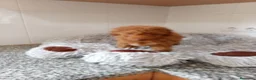 Caniche Toy perros en venta: Caniches toy  - Anuncio 4