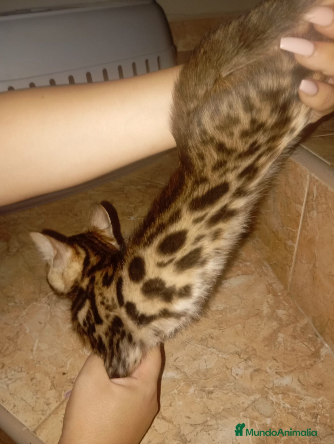 Bengalí gatos en venta: CAMADA BENGALÍS  - Imagen 4
