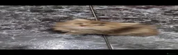 Persa gatos en venta: Persas en Barcelona - Anuncio 1