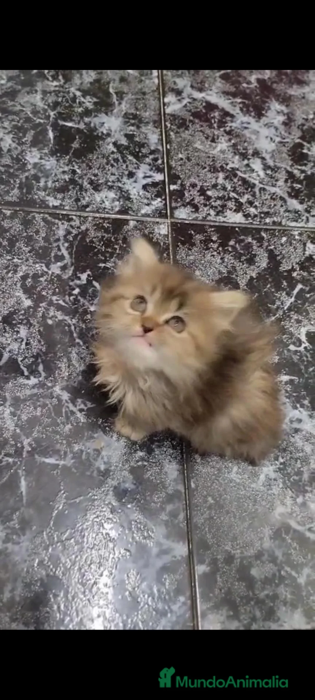Persa gatos en venta: Persas en Barcelona - Anuncio 1
