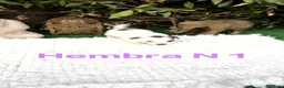 Jack Russell Terrier perros en venta: Jack Russell bebes preciosos bicolor  - Anuncio 6