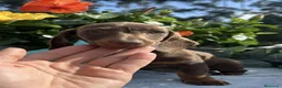 Teckel Miniatura perros en venta: Teckel miniatura/kanichen - Anuncio 3