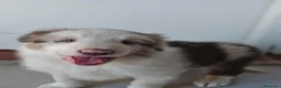 Border Collie perros en venta: BORDER COLLIE - Anuncio 1
