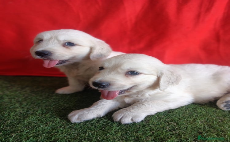 Golden Retriever perros - Anuncio 1