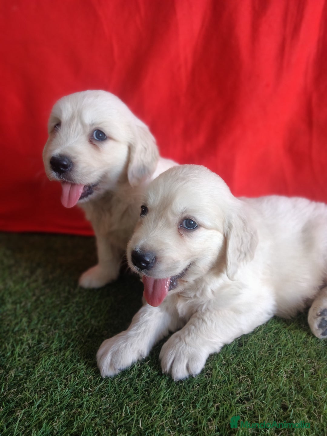 Golden Retriever perros en venta: GOLDEN RETRIEVER  - Imagen 1