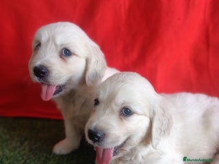 Golden Retriever perros - Anuncio 2