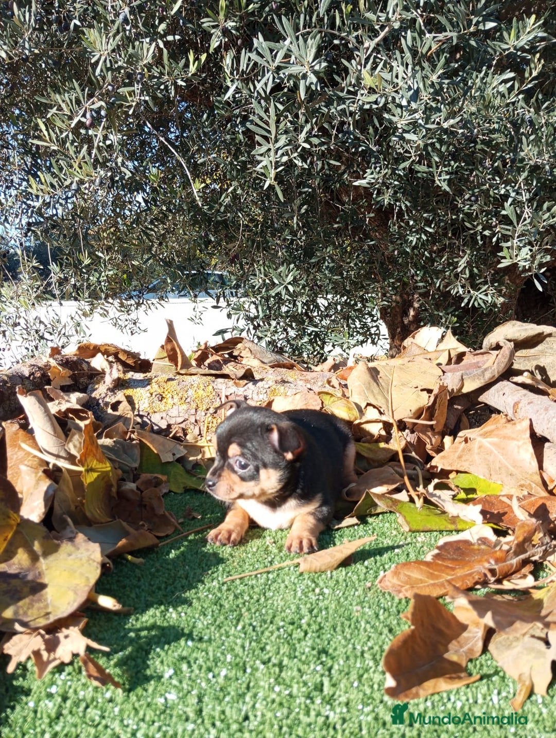 Chihuahua perros en venta: CHIHUAHUAS toy cabeza de manzana - Anuncio 3