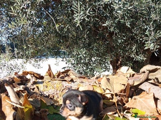 Chihuahua perros CHIHUAHUAS toy cabeza de manzana - Anuncio 9