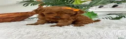 Caniche Toy perros en venta: CANCIHE ROJO - Anuncio 27