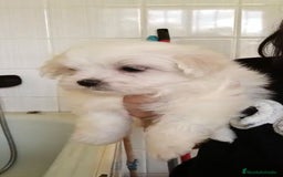 Bichón Maltés perros en venta: Bichón maltés  - Imagen 1