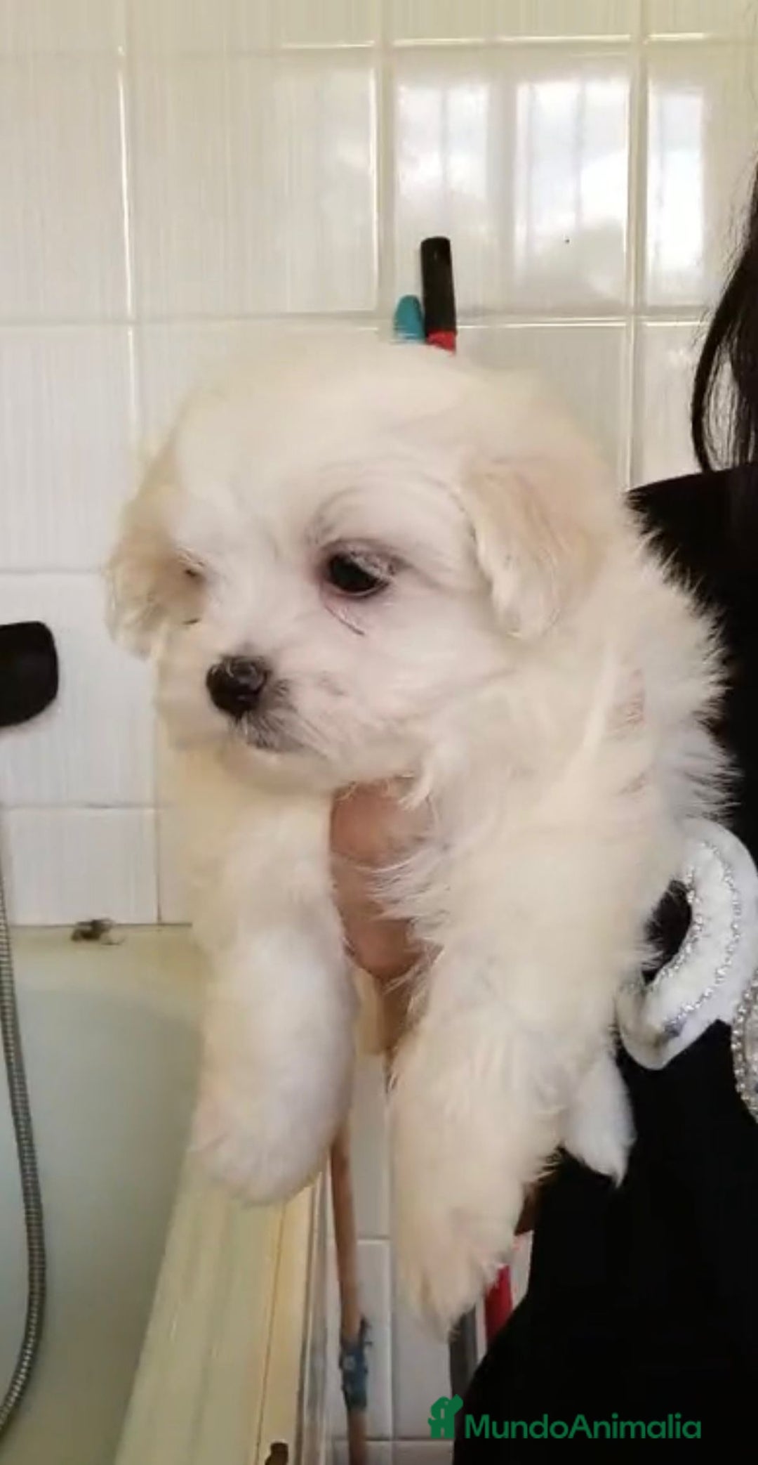 Bichón Maltés perros en venta: Bichón maltés  - Imagen 1