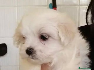 Bichón Maltés perros - Anuncio 8