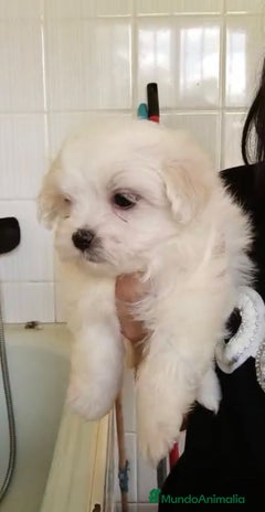 Bichón Maltés perros - Anuncio 12