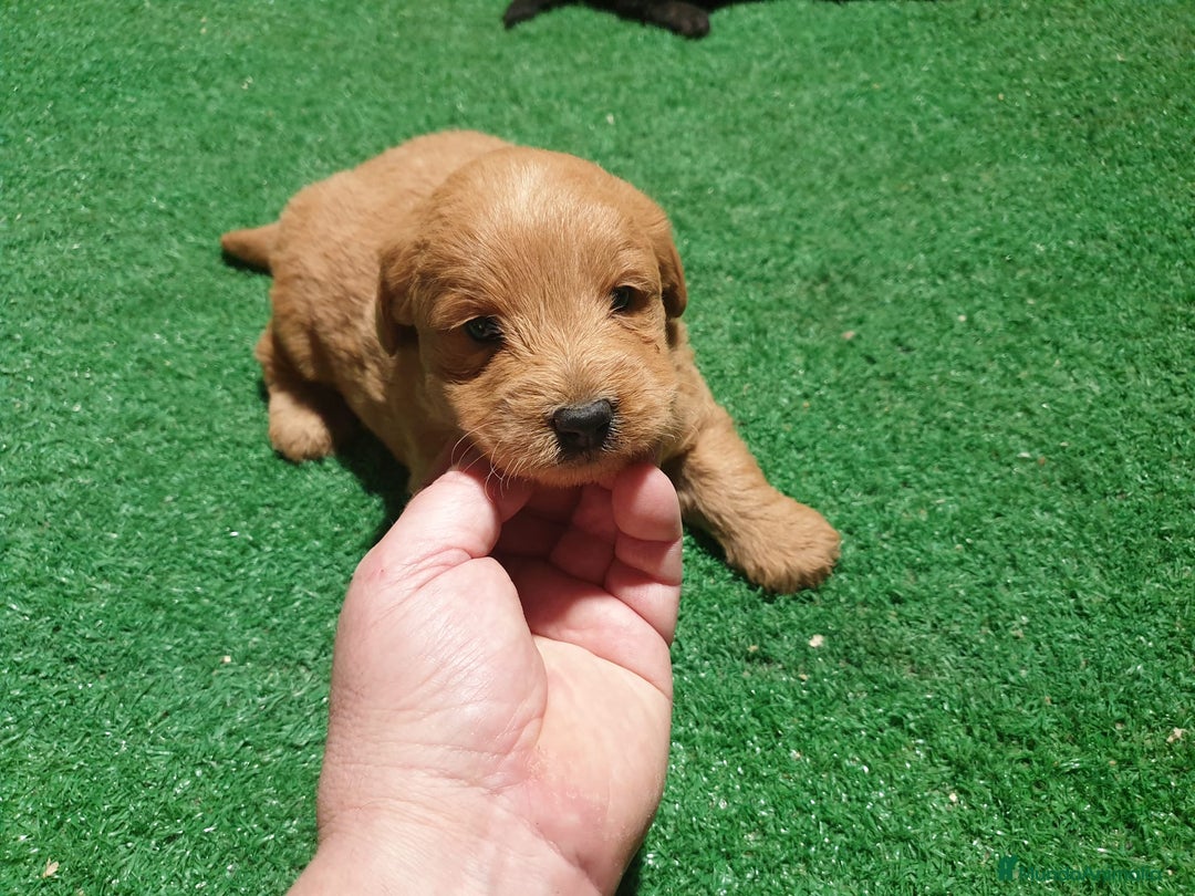 Labradoodle perros en venta: Labradoodle - Anuncio 1