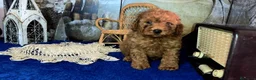 Caniche Toy perros en venta: Caniches rojos - Anuncio 1