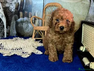 Caniche Toy perros Caniches rojos - Anuncio 29