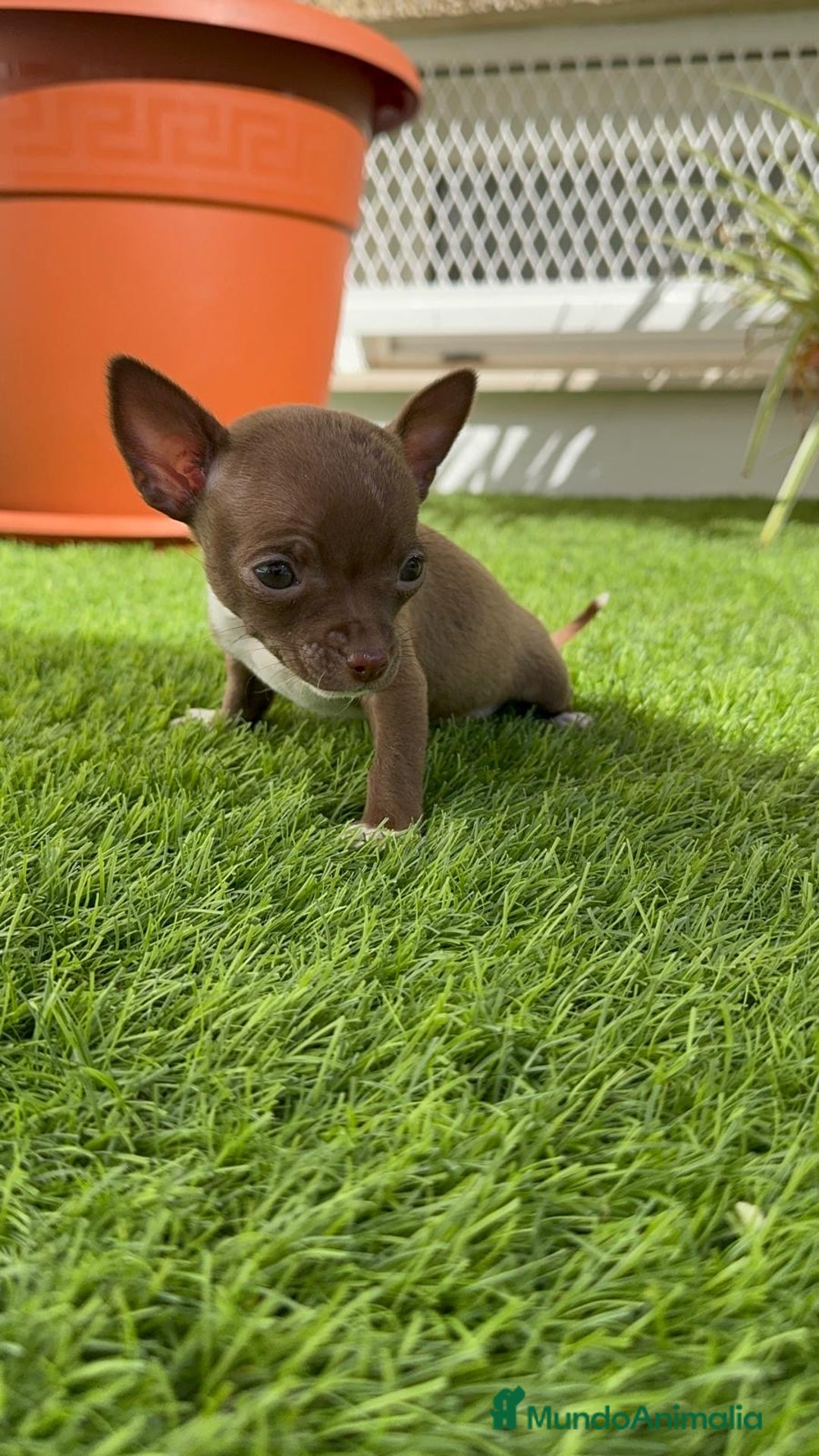 Chihuahua perros en venta: CHIHUAHUA HEMBRA - Anuncio 15