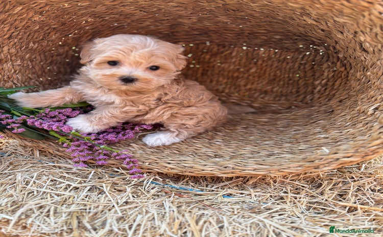 Maltipoo perros - Anuncio 1