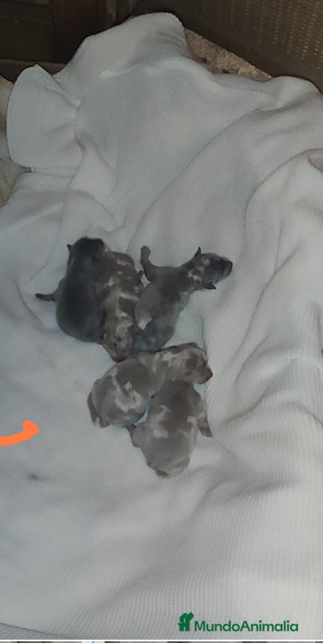 Pinscher Miniatura perros en venta: Mini pinscher ya puedes reservar  - Anuncio 5