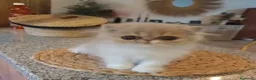 Persa gatos en venta: Macho persa puro - Anuncio 1