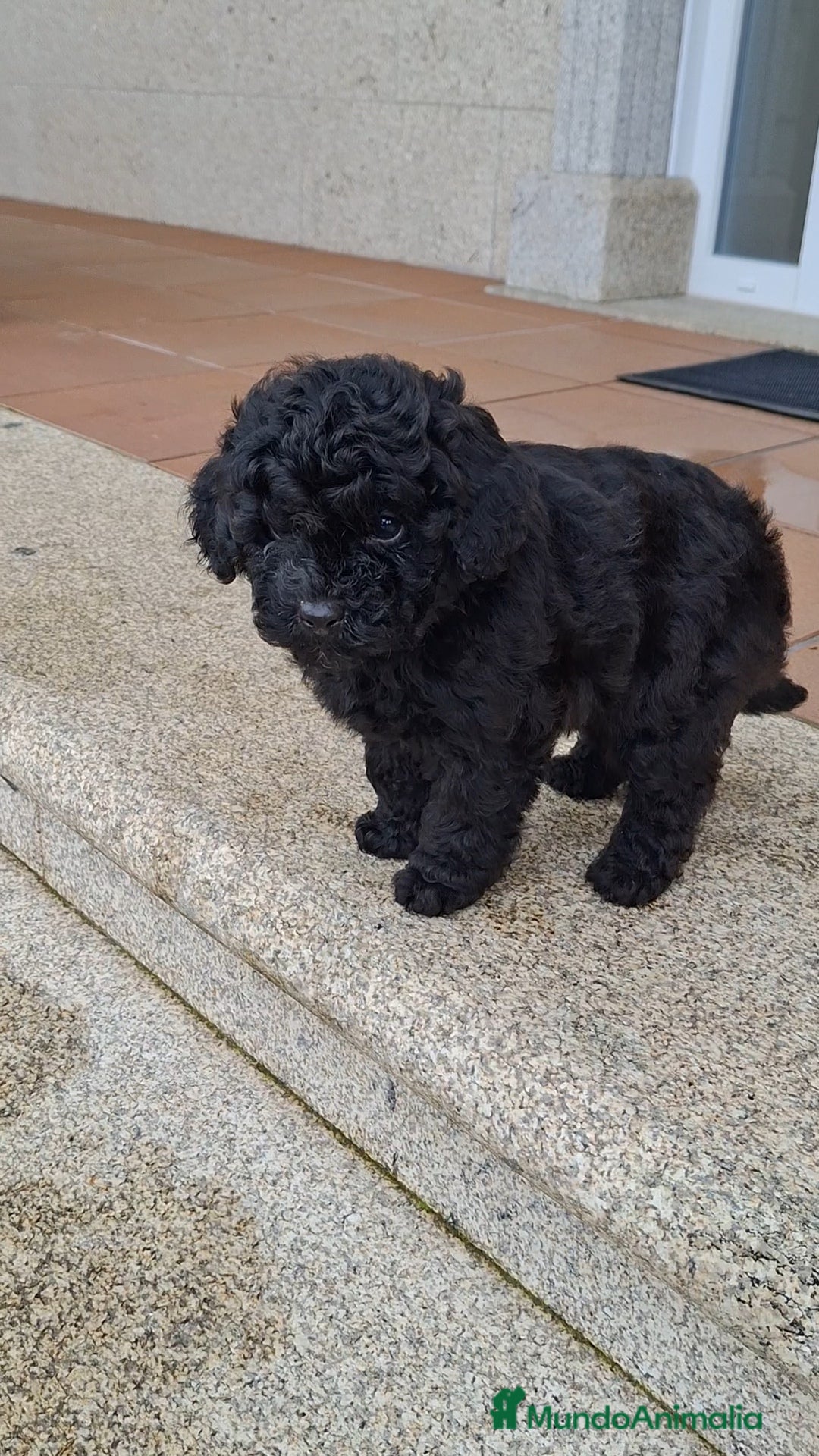 Caniche Toy perros en venta: Caniche toy negro - Anuncio 1