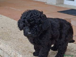 Caniche Toy perros Caniche toy negro - Anuncio 1