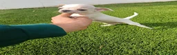 Chihuahua perros en venta: Hembrita Chihuahua Crema - Anuncio 2