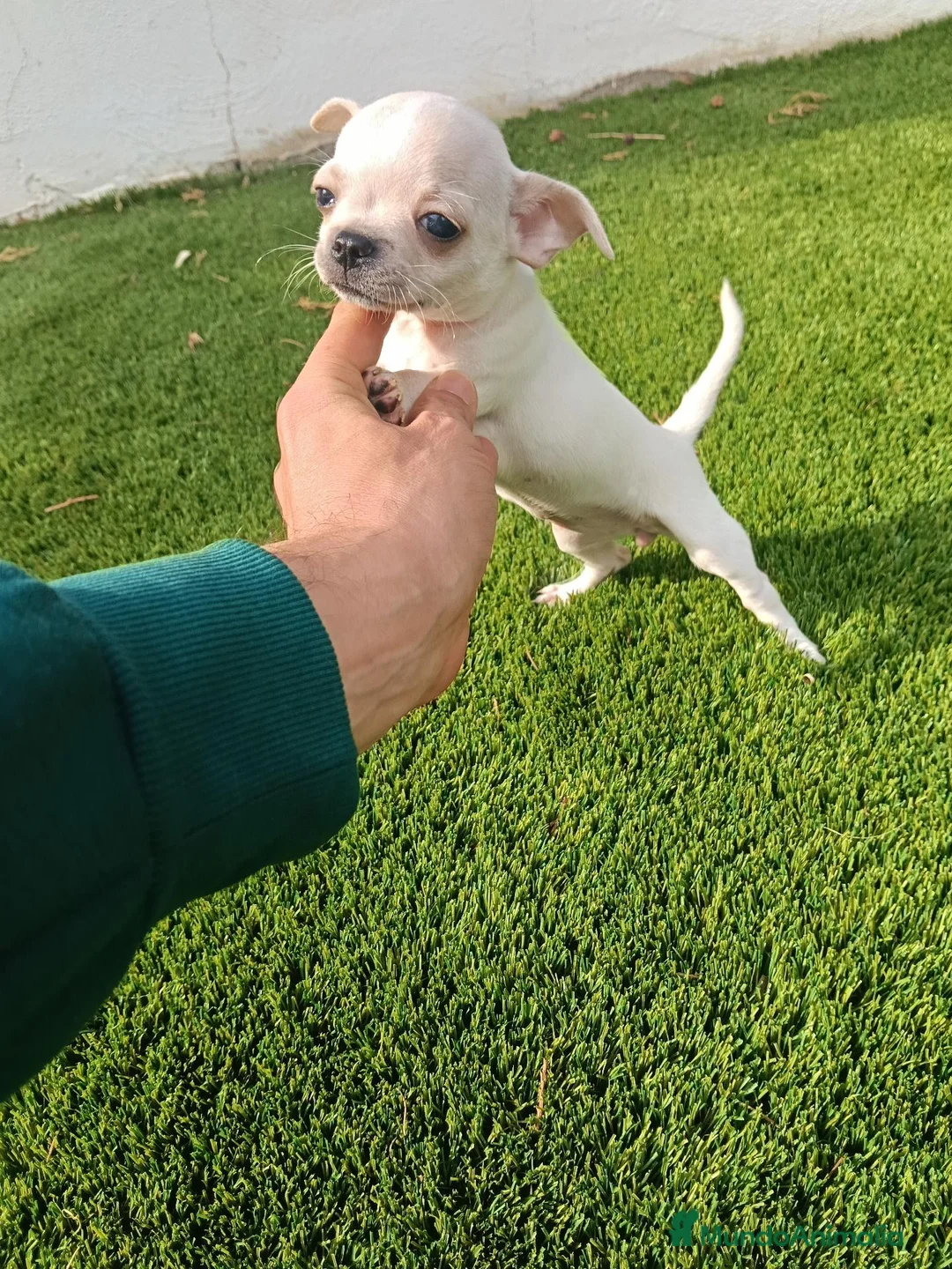Chihuahua perros en venta: Hembrita Chihuahua Crema - Anuncio 2