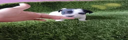 Jack Russell Terrier perros en venta: Jack Russell terrier  - Anuncio 3