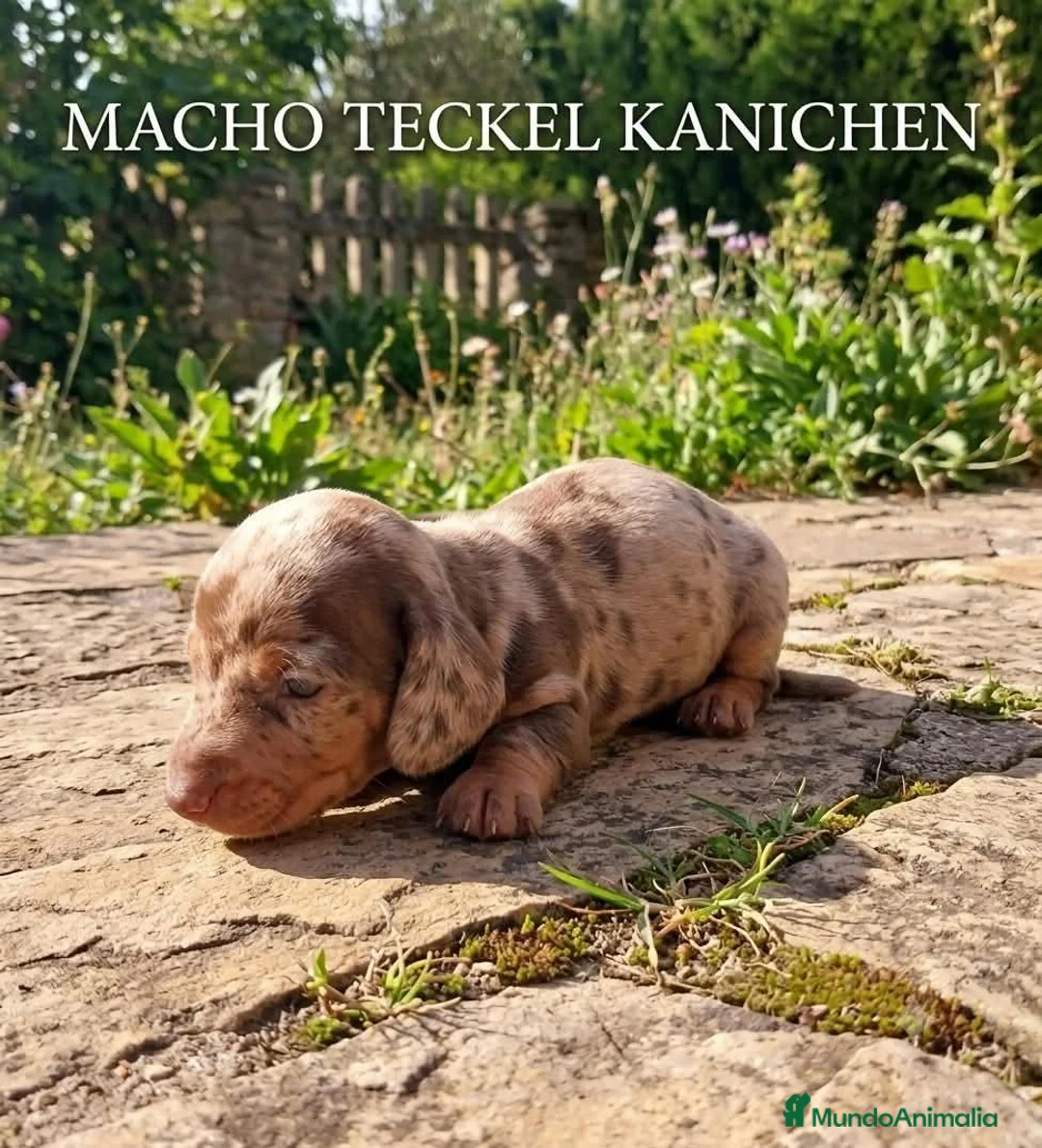 Teckel Miniatura perros en venta: Teckel miniatura arlequines  - Anuncio 2