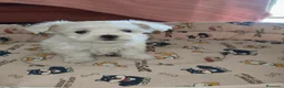 Bichón Maltés perros en venta: Bichon maltes Toy  - Anuncio 2