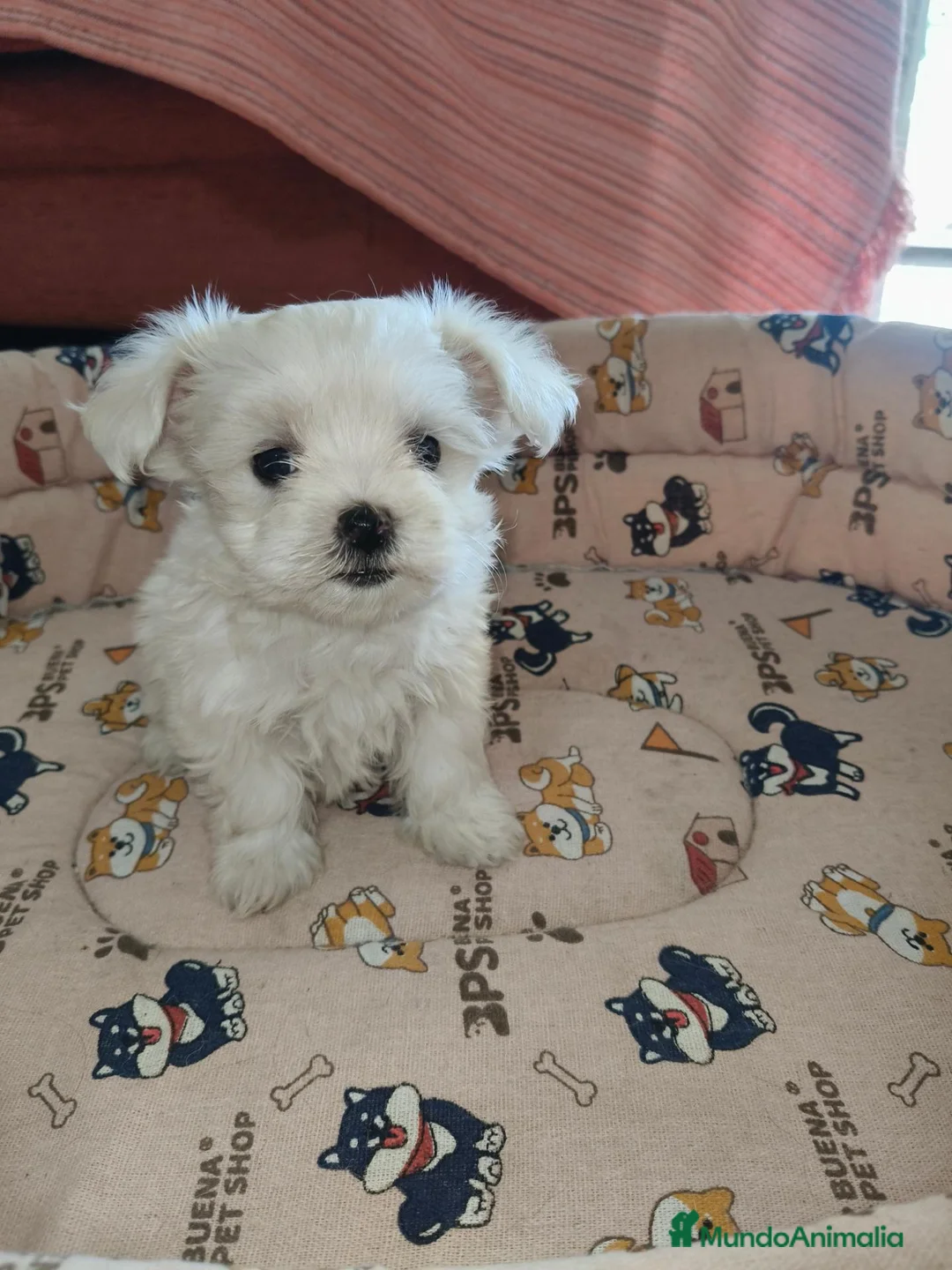 Bichón Maltés perros en venta: Bichon maltes Toy  - Anuncio 2