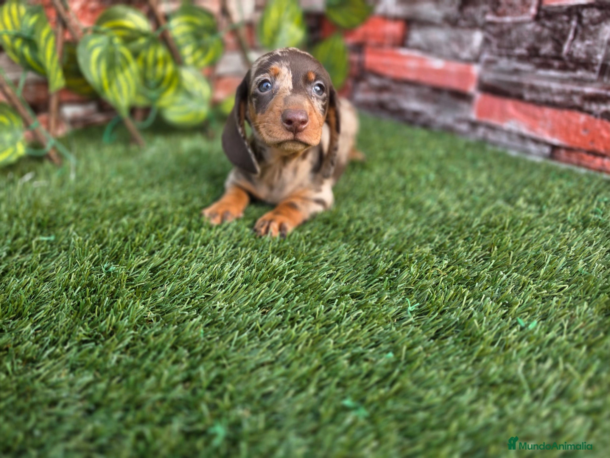 Teckel Miniatura perros TECKEL MINIATURA & KANNINCHEN ARLEQUIN - Anuncio 1