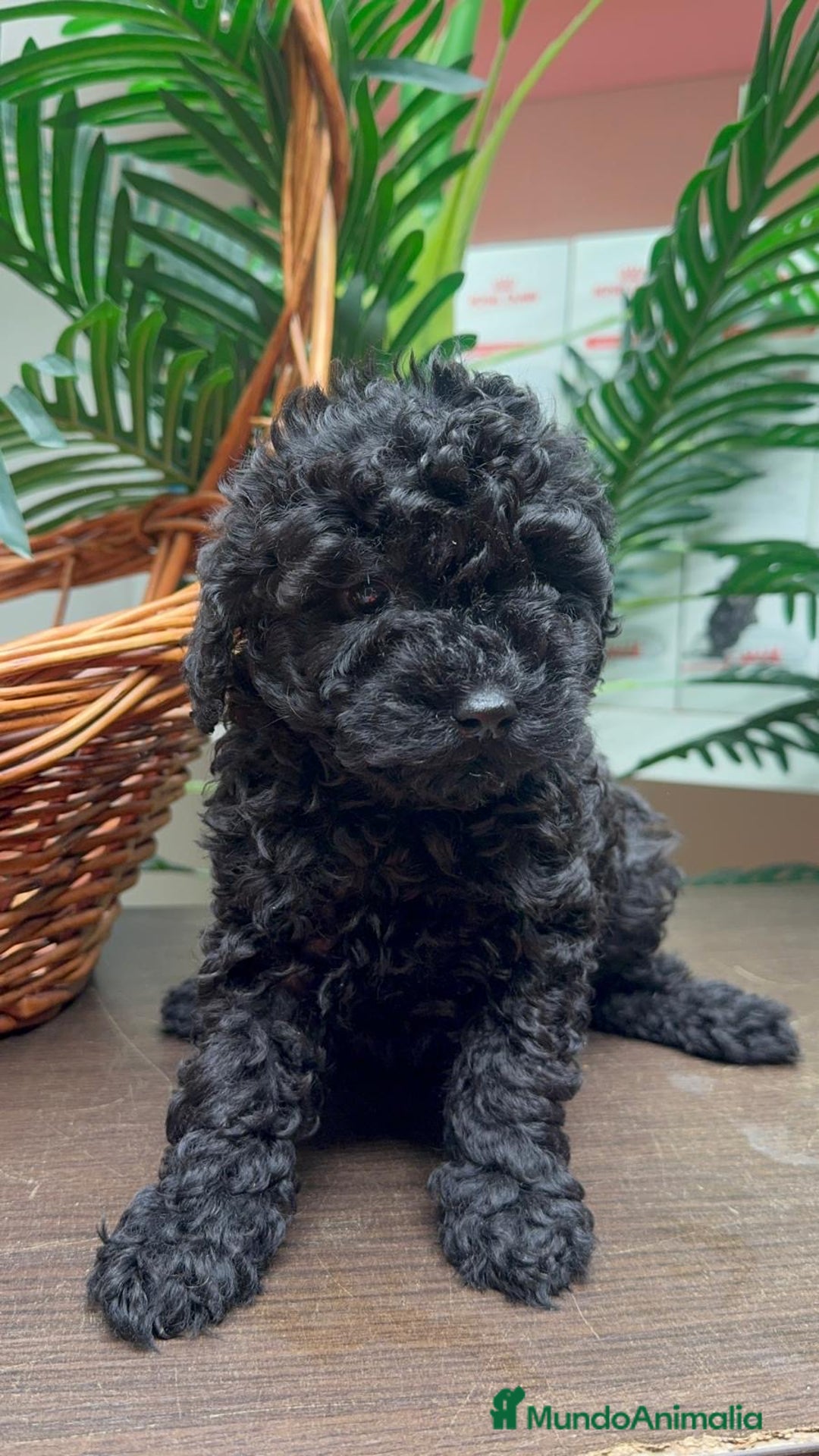 Caniche Toy perros en venta: CANICHE TOY MACHO - Anuncio 5