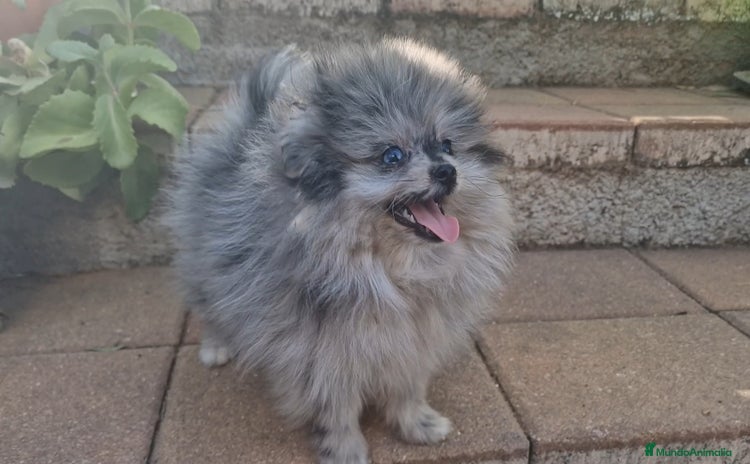 Pomerania perros - Propaganda 4