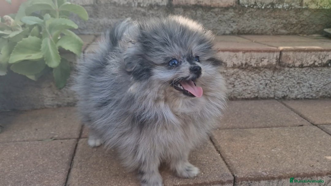 Pomerania perros en venta: Pomerania merle ojos dispares 50% línea rusa - Imagen 1