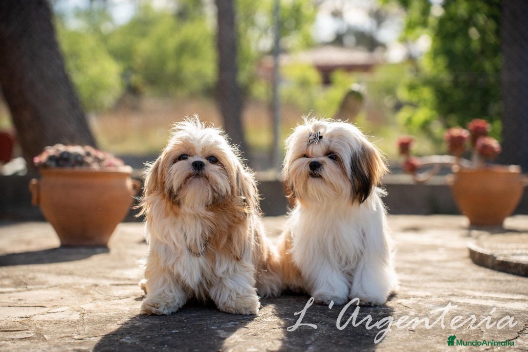 Shih Tzu perros en venta: camada de shih tzu - Imagen 11