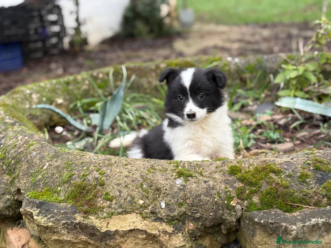 Border Collie perros en venta: 🐾 Preciosos Border Collie con pedigree 🐾 - Anuncio 8