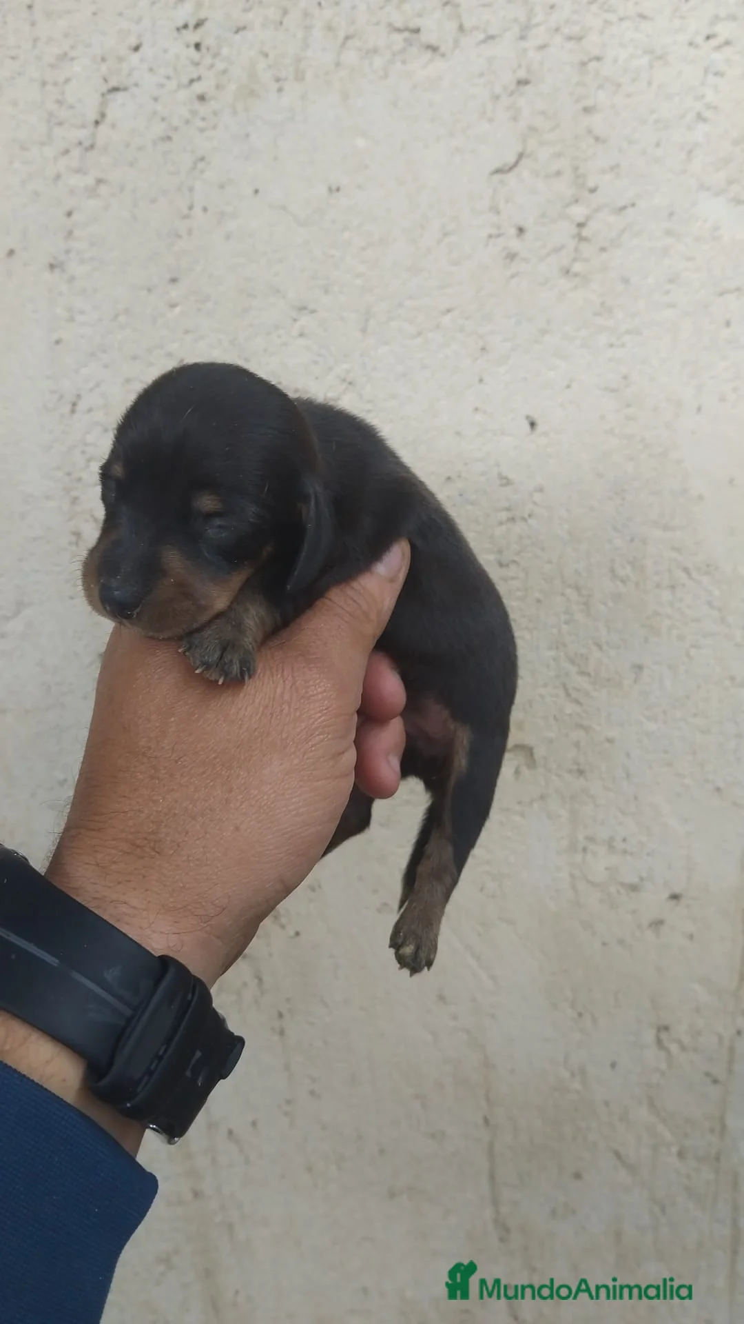 Teckel Miniatura perros en venta: Machos y hembra de teckel kaninchen arlequínes - Anuncio 2