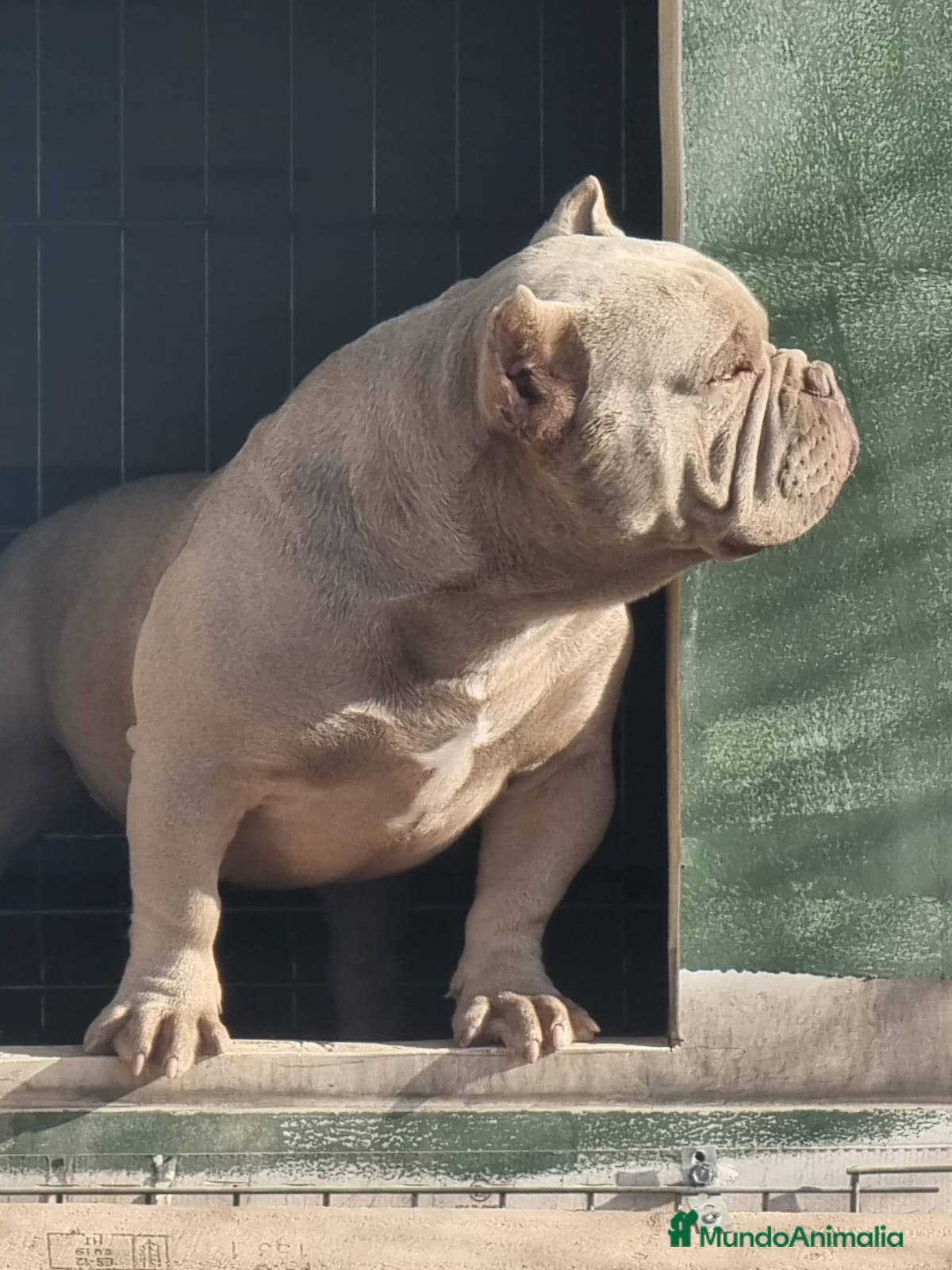 American Bully perros American Bully para monta en Alicante - Anuncio 2