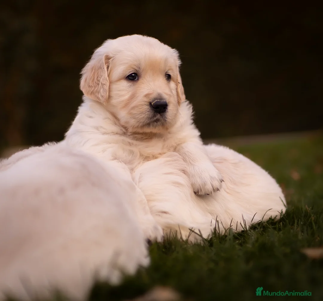 Golden Retriever perros en venta: Camada Golden Retriever  - Anuncio 9
