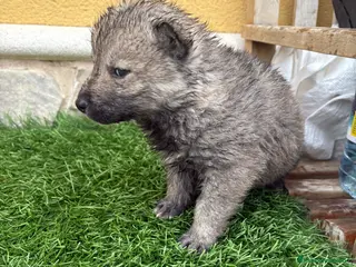 Husky Siberiano perros Husky siberiano macho agouti - Anuncio 6