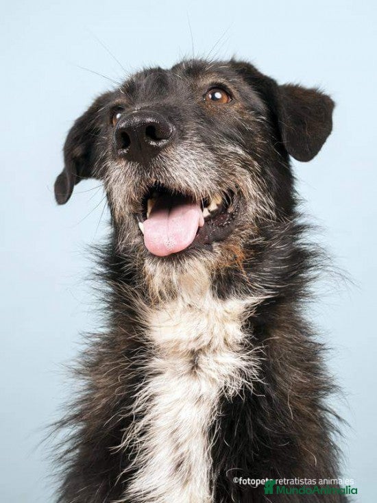 Raza Mixta perros YUNI, PERRITA MEDIANA, ADOPCIÓN en Madrid - Anuncio 3