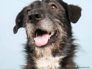 Raza Mixta perros en Madrid - Anuncio 10