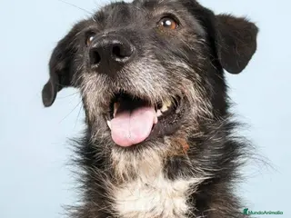 Raza Mixta perros YUNI, PERRITA MEDIANA, ADOPCIÓN en Madrid - Anuncio 3